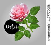 Pink Rose Vector Illustration