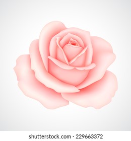  Rosa rosa. Ilustración del vector