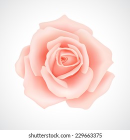 Pink rose. Vector illustration