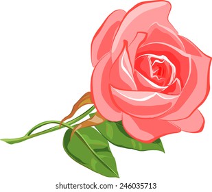  Rosa rosa. Ilustración vectorial.