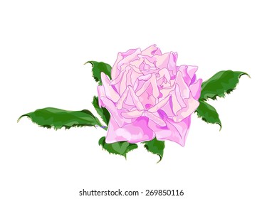 Pink rose. Vector illustration.