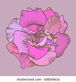 Pink rose vector illustration