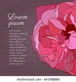 pink rose vector illustration