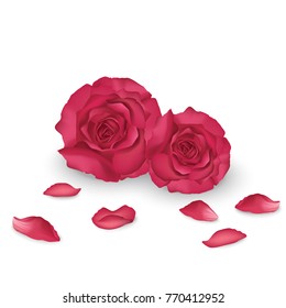 Pink rose vector illustration