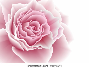 Pink rose. Vector illustration.