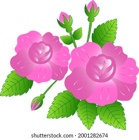 Pink rose vector illustration art