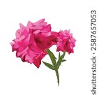 pink rose vector illustration graphic