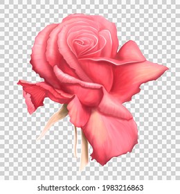 Pink rose vector illustration isolated on transparent background. Realistic hand-drawn rose bud. One big beautiful summer flower  for wedding greeting cards, valentine's and mother's day. Vector EPS10