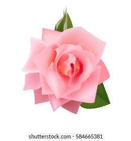 Pink rose vector illustration isolated on white background