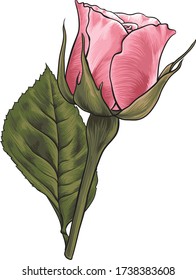 Ilustración del vector rosa rosa con hoja. Flor dibujada a mano con maravillosos tonos.