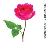Pink rose vector illustration. Rose on white background. Retro rose hand drawn. Birthday card decoration. Valentine day clipart. Watercolor style. Clipart for logo, greeting cards and design.