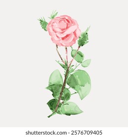 Pink rose vintage flower vector element. Pink ffloral plant vector. Vintage pink botanical flower art drawing illustration, old painting art print of pink flowers.