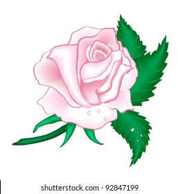 Pink rose with water droplets.