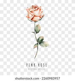 Pink rose watercolor hand drawn