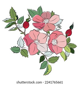 Pink rosehip picture. Bright blooming flowers on a white background.