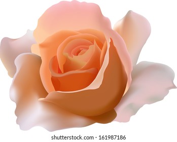 Pink roses