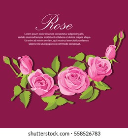 pink roses