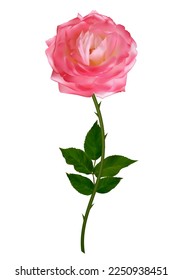 Pink roses. Beautiful flower. Bud. Floral background. Green leaves. Vector.