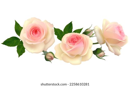 Pink roses. Beautiful flower. Bud. Floral background. Green leaves. Vector. Isolated.