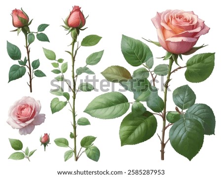 Pink roses in bloom a collection of graceful roses in watercolor style convert to vector