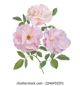 Pink roses bouquet isolated on white background,vector illustration