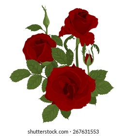 Pink roses bouquet with leaves. Isolated hand drawn vector