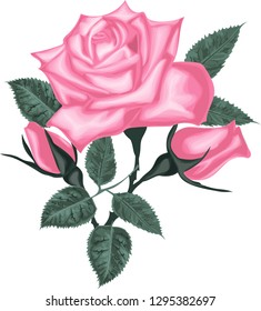 Pink Roses. Decorative vector flowers. Leaf and buds