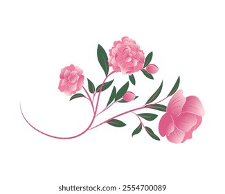 Pink Roses Flower Isolated On white Background