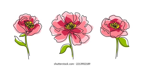 Pink roses flower vector illustration - Blooming flowers - Line drawing