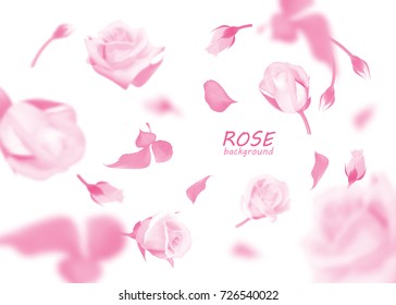 Pink roses flowers and bud fall to the floor. Isolated vector studio background