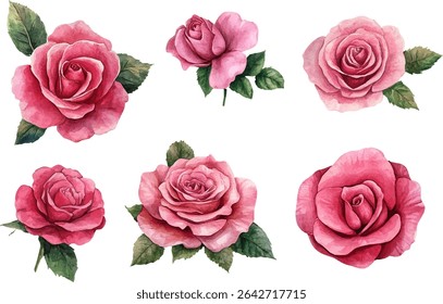 pink roses flowers on white background	
