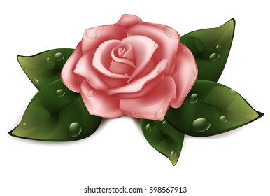 Pink roses with green leaves in the shape of heart illustration white background
