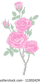 Pink roses isolated on white background. Vintage style botanical illustration for design and decoration
