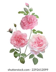 Pink Roses isolated on white background vector illustration