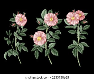 rosas rosas rosas con hojas aisladas. Vector