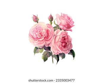 pink roses on a white background