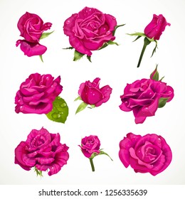 Pink roses set isolated on a white background