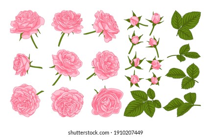 Pink roses. Set of roses, petals and buds. Elements of roses for floral romantic design.