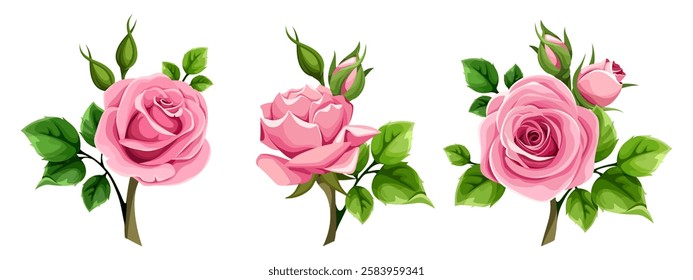 Pink roses. Set of three pink roses with green leaves isolated on a white background. Vector floral design elements. Hand-drawn illustration, not AI