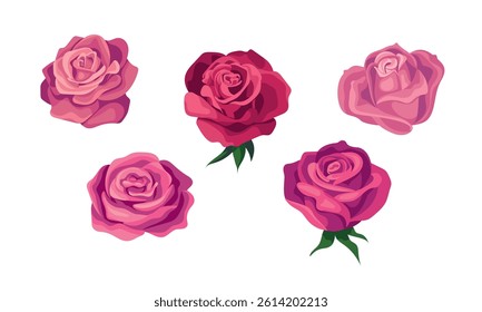 Pink roses. A set of vector colors for creating a design