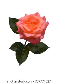 pink roses vector