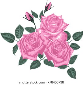 Pink  Roses  - Vector