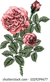 Pink roses vector art - Bouquet of pink roses - vintage art