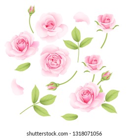 Pink roses vector collection