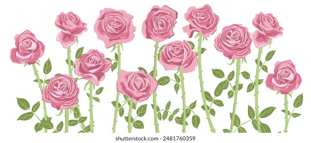 pink roses, vector drawing flowers at white background, hand drawn botanical illustration