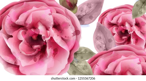 Pink roses watercolor background Vector. Invitation card, wedding ceremony, delicate postcard, Women day greeting card. Beautiful colors