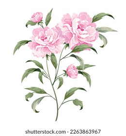 Pink rosy peony with a stem and leaves isolated on white background.