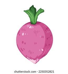 Ilustración vectorial de verduras de rábano rosa redondeada pequeña corea aislada en fondo blanco liso. Dibujo de comida natural con dibujos animados de un sencillo estilo de arte de color plano.