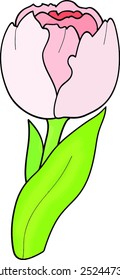 Pink round tulip