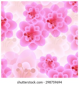 pink sakura blooms background